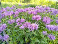 Monarda fistulosa var. menthifolia 'Pummel'